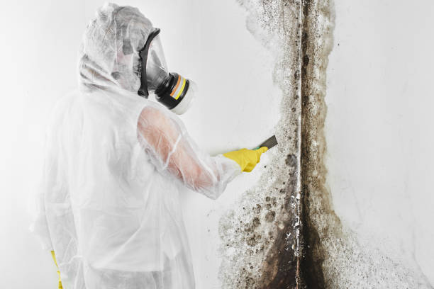 Wylie, TX Mold Removal Company