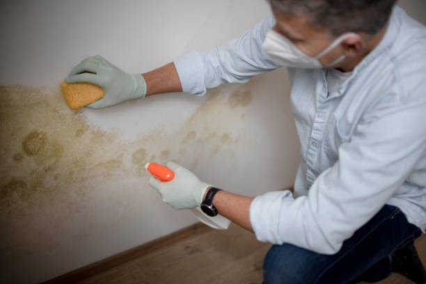 Home Mold Removal in Wylie, TX