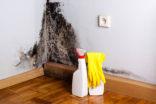 Mold Removal Process in Wylie, TX