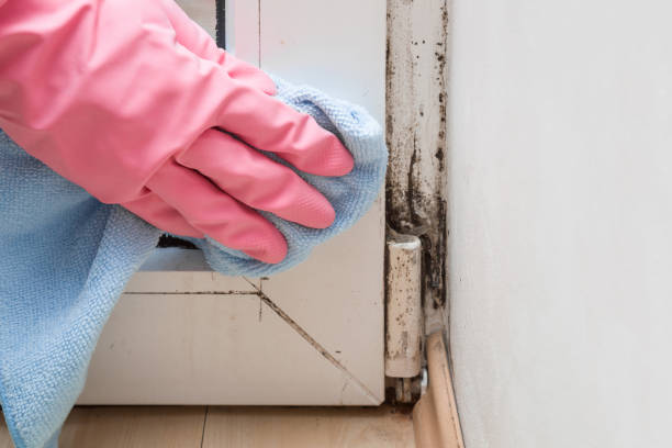 Reliable Wylie, TX Mold Removal Solutions