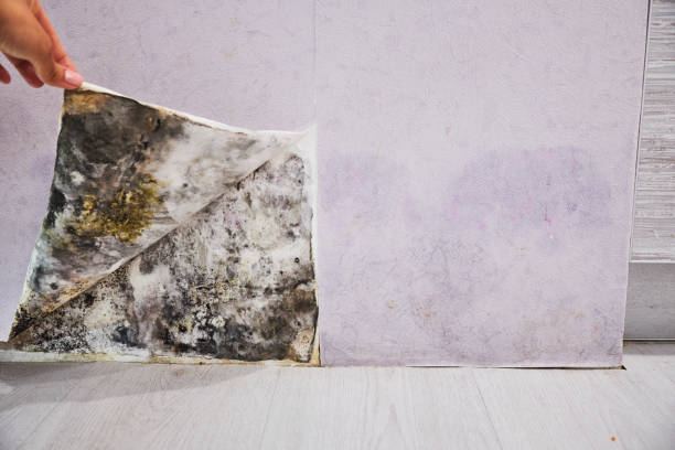 Best Attic Mold Removal  in Wylie, TX